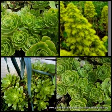 Aeonium Green x 1 Plants Shade Full Sun Hardy Shrubs Rosette Fast Yellow Flowering Tree Succulents arboreum